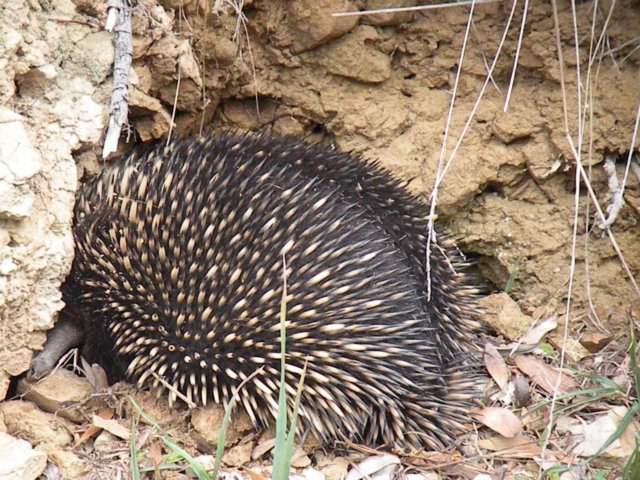 animalsofthegreatoceanroad4.jpg