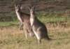 animalsofthegreatoceanroad9_small.jpg