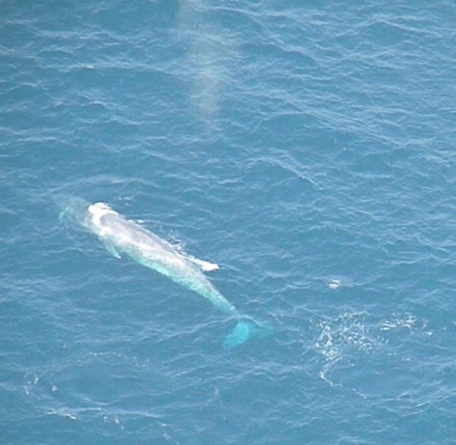 bluewhales6.jpg