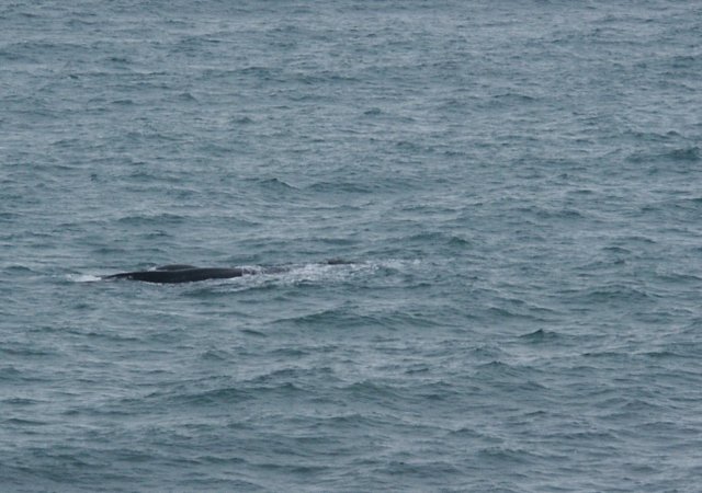 marinemammalsofthegreatoceanroad.jpg